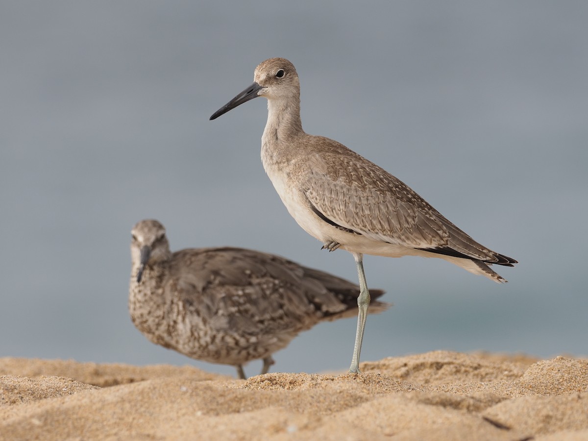 Willet - ML622925273