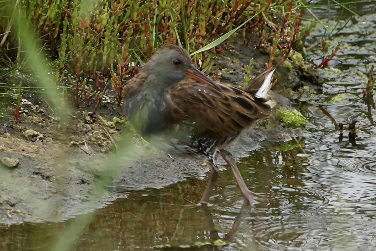 Water Rail - ML622925288