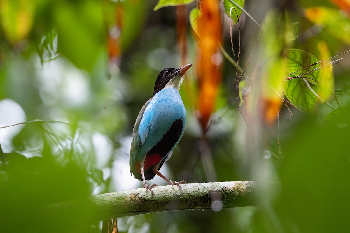 Azure-breasted Pitta - ML622925300