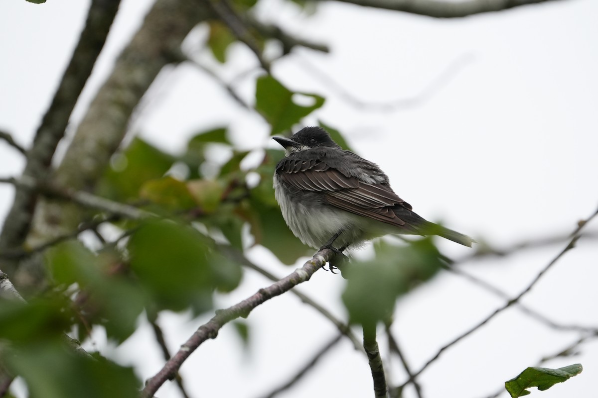 Eastern Kingbird - ML622925303