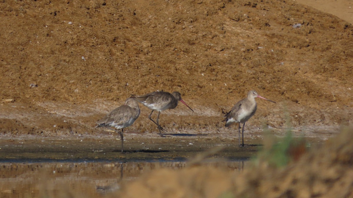 Black-tailed Godwit - ML622925310