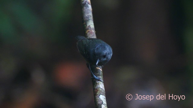 Plain Antvireo - ML622925339