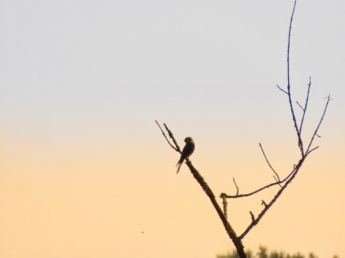 American Kestrel - ML622925354