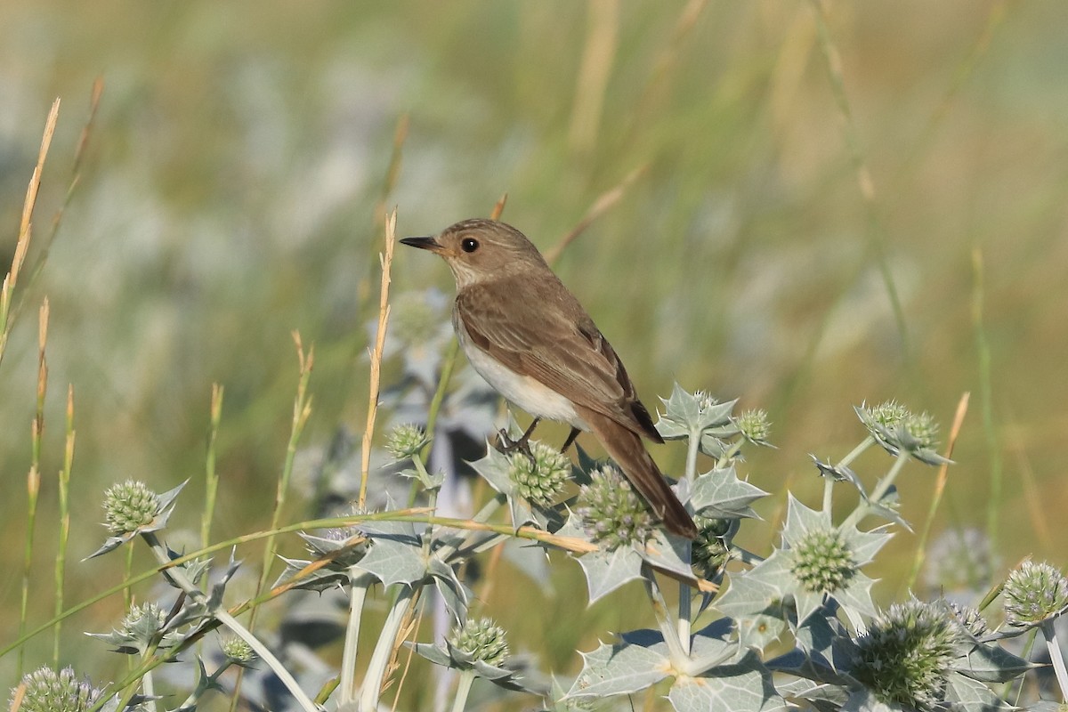 Spotted Flycatcher (Mediterranean) - ML622925356