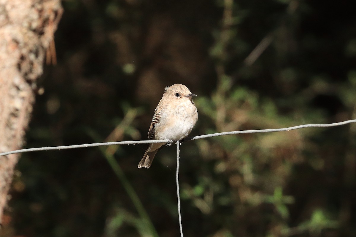 Spotted Flycatcher (Mediterranean) - Vincent Van Den Nouland