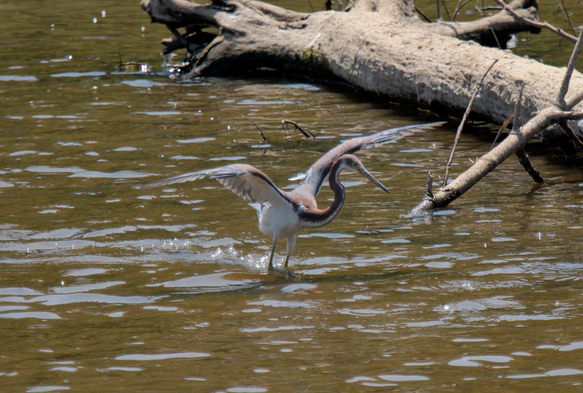 Tricolored Heron - Chip Davis