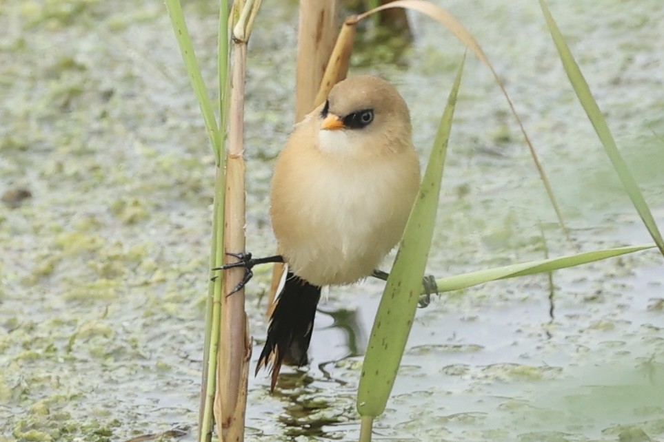 Bearded Reedling - ML622925365