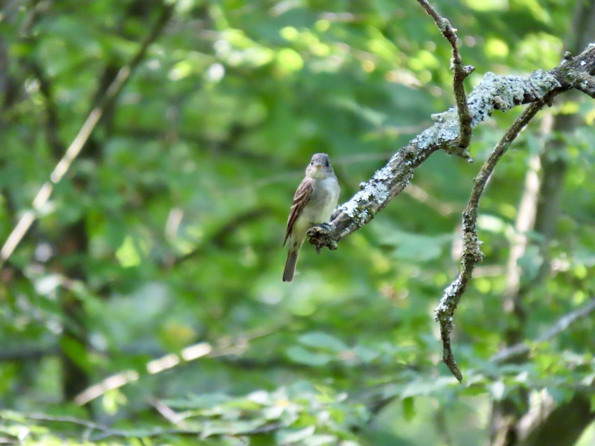 Eastern Wood-Pewee - ML622925371