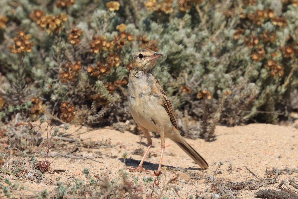 Tawny Pipit - ML622925373