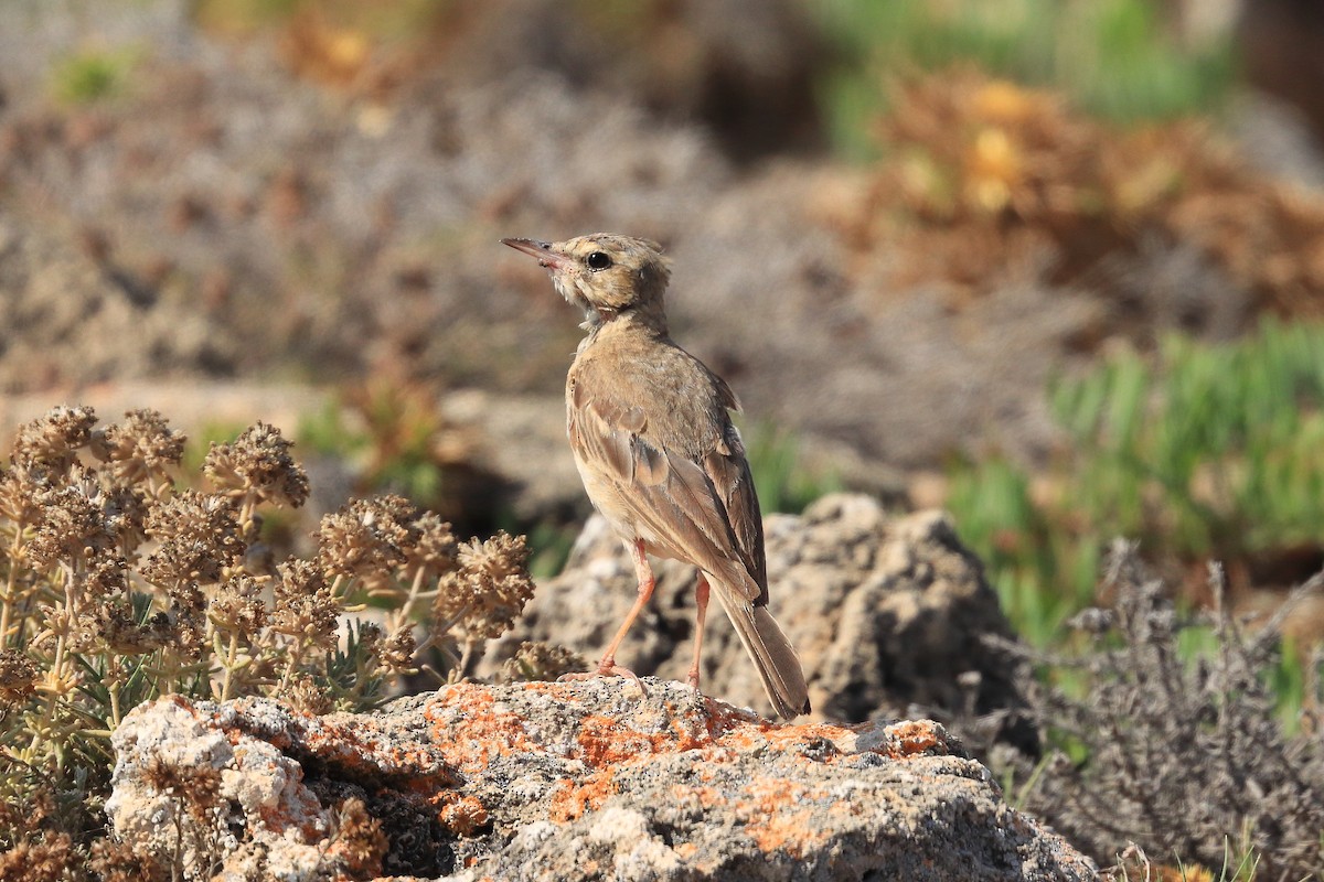 Tawny Pipit - ML622925374