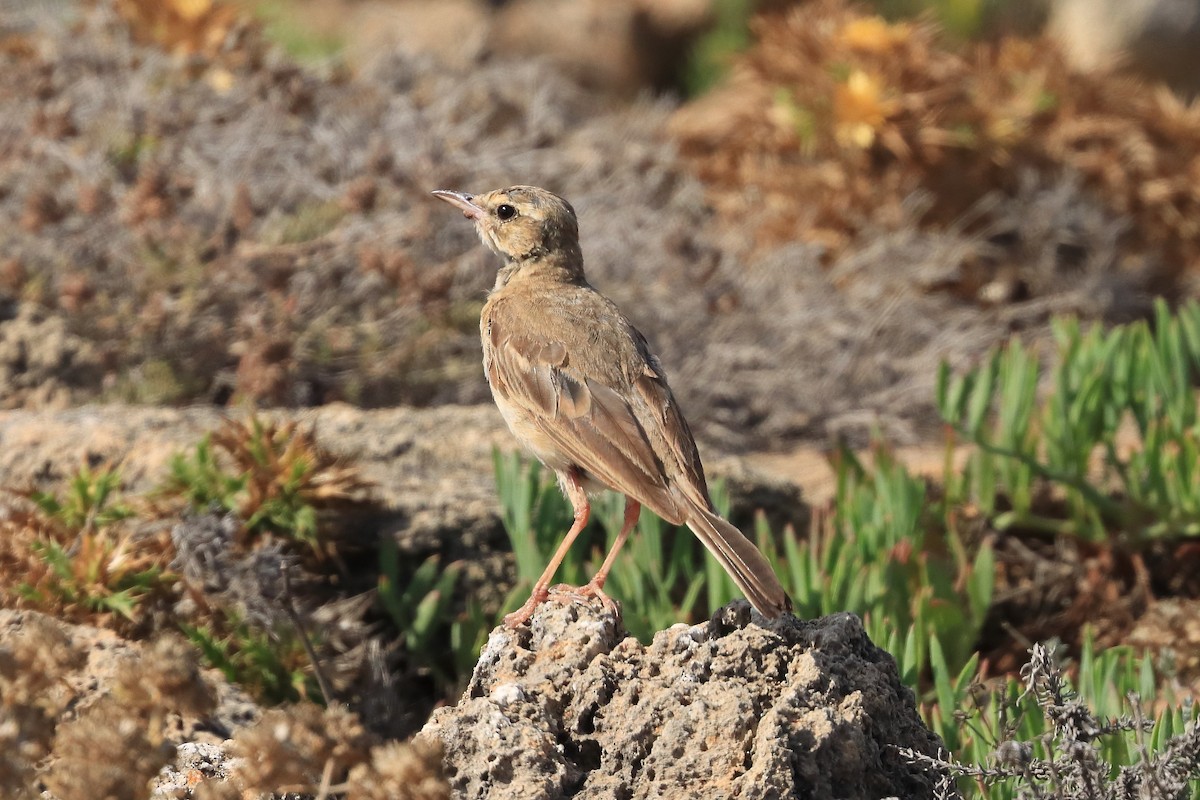 Tawny Pipit - ML622925375