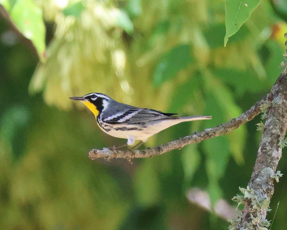 Yellow-throated Warbler - Rick Kittinger