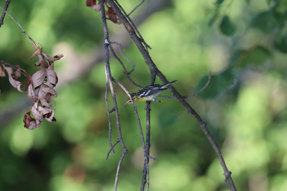 Blackburnian Warbler - Susan Szeszol