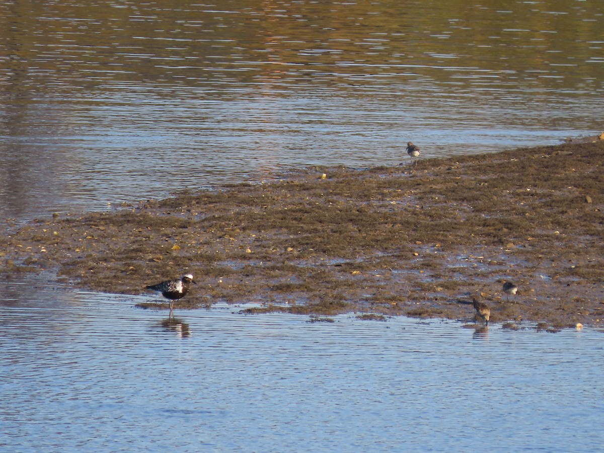 Black-bellied Plover - ML622925459