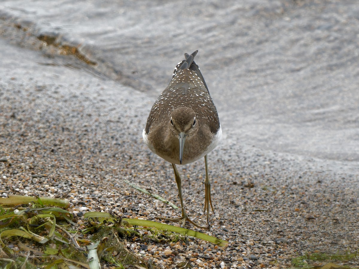 Solitary Sandpiper - ML622925460