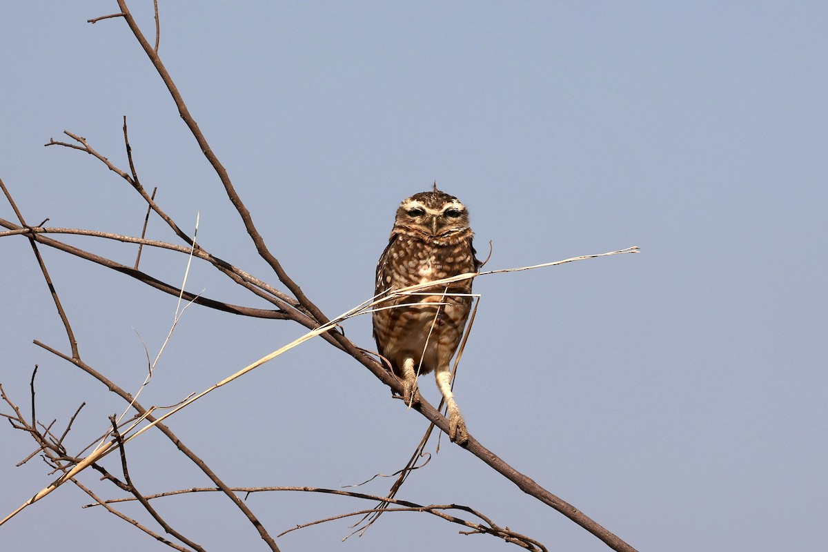 Burrowing Owl - Morgan Tingley