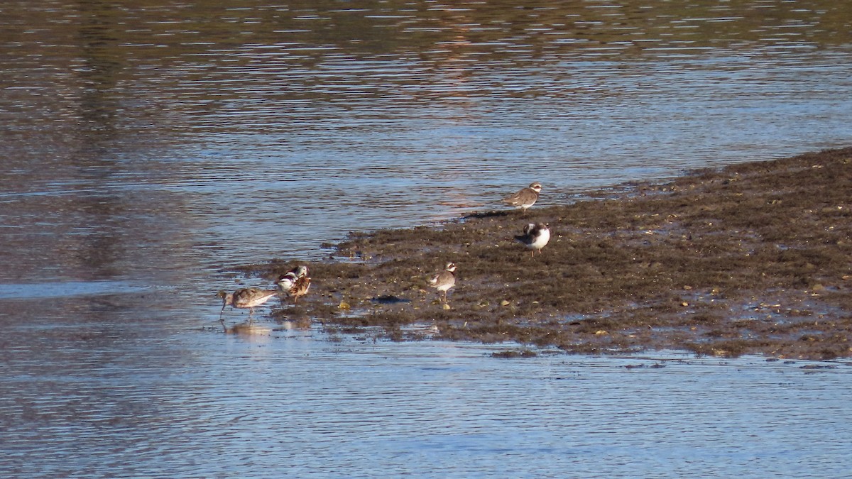 Common Ringed Plover - ML622925537