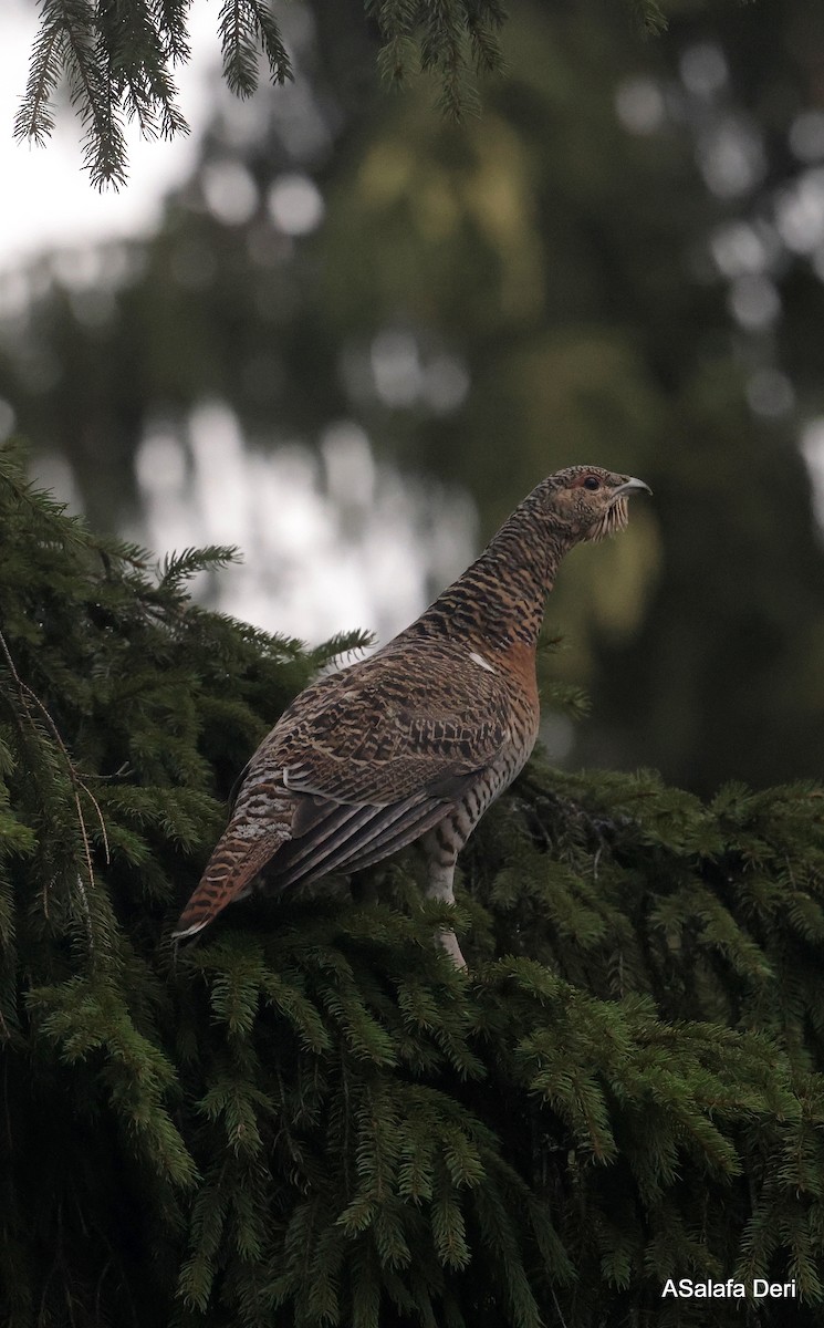 Western Capercaillie - ML622925538