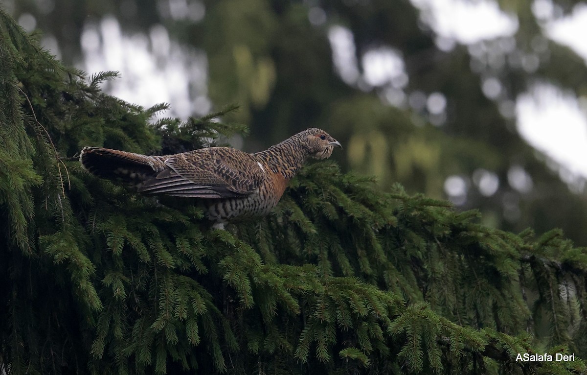 Western Capercaillie - ML622925539