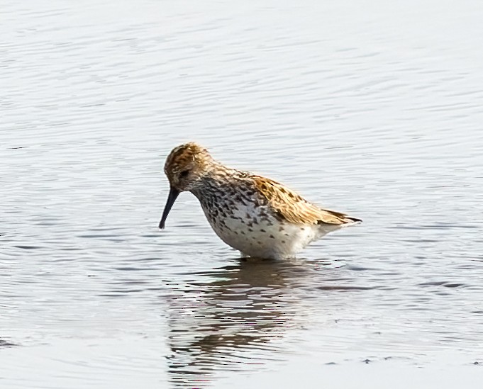 Western Sandpiper - ML622925588