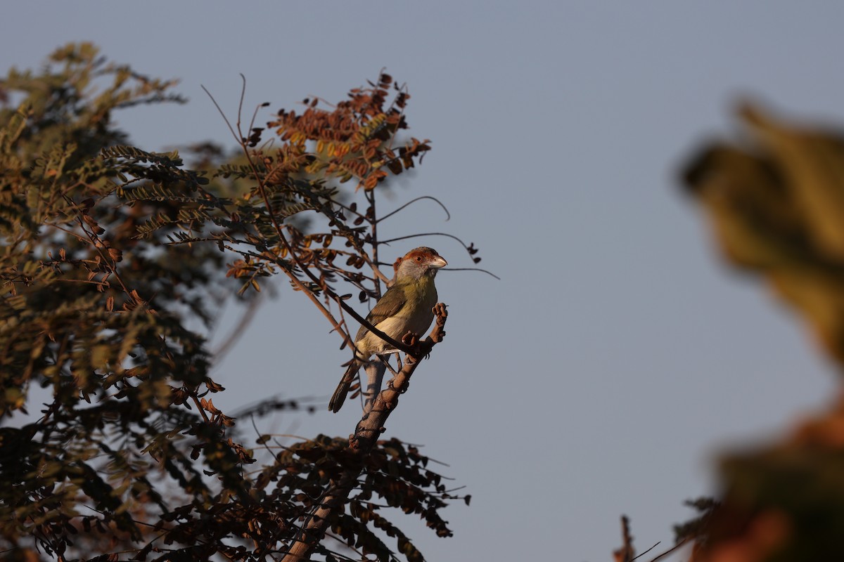 Rufous-browed Peppershrike - ML622925619