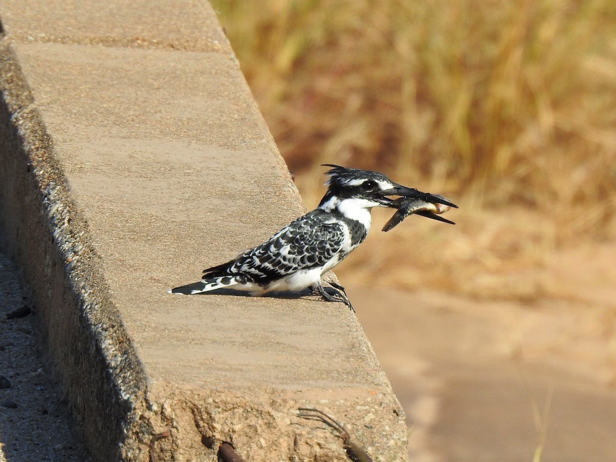 Pied Kingfisher - ML622925626