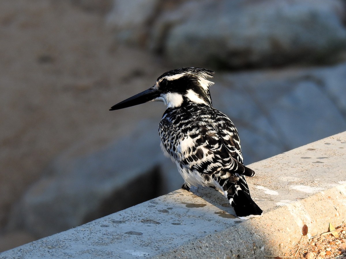 Pied Kingfisher - Carmen Álvarez Montalbán