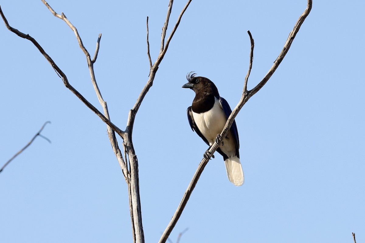 Curl-crested Jay - ML622925639