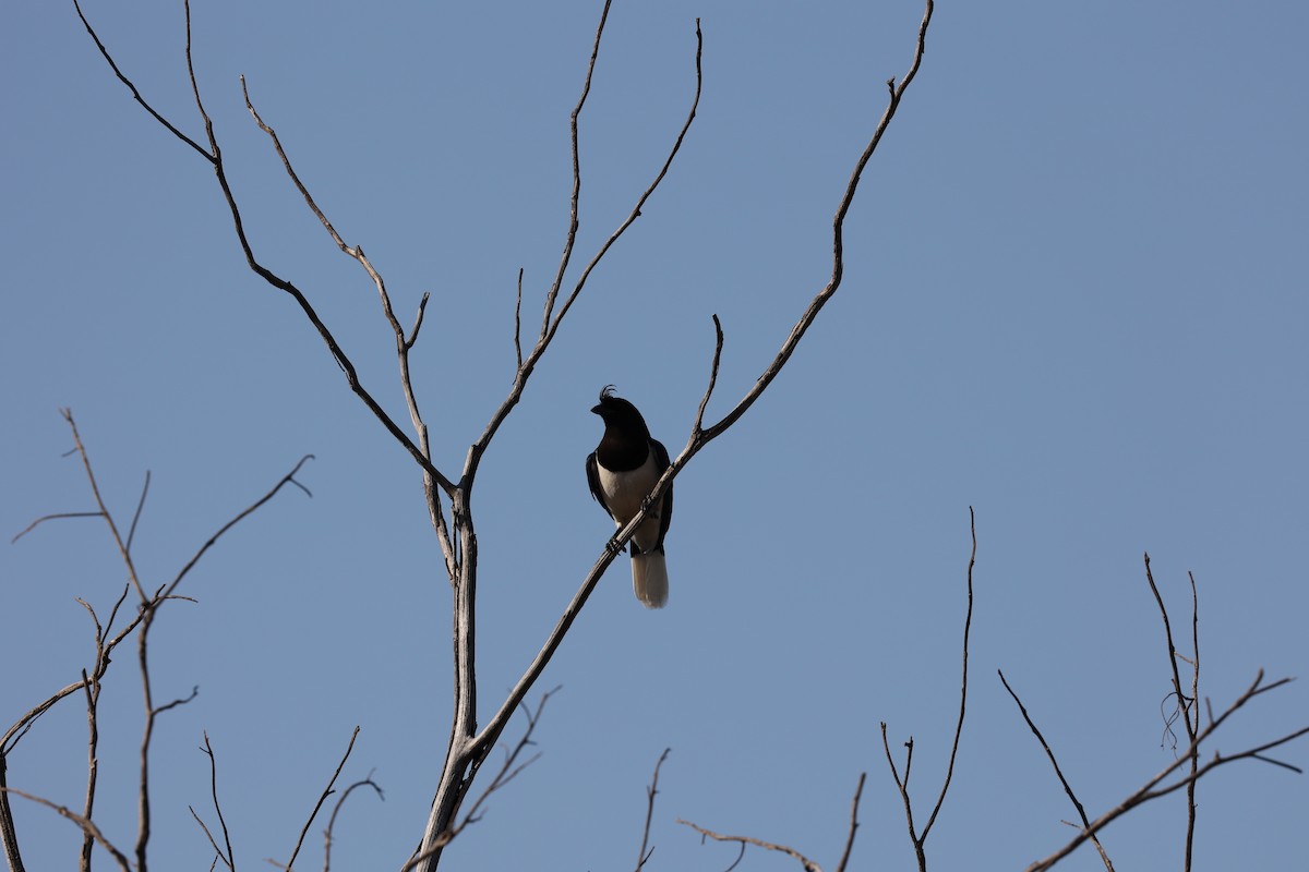 Curl-crested Jay - Morgan Tingley