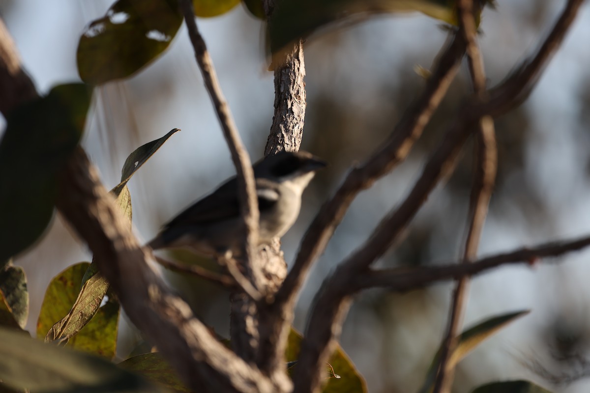 White-banded Tanager - ML622925656