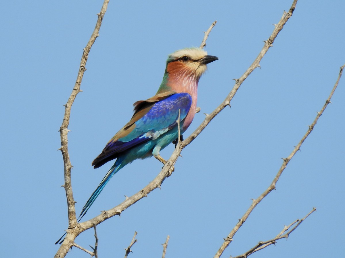 Lilac-breasted Roller - ML622925661