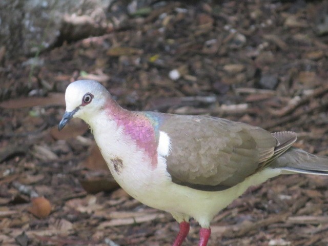 Caribbean Dove - ML622925696