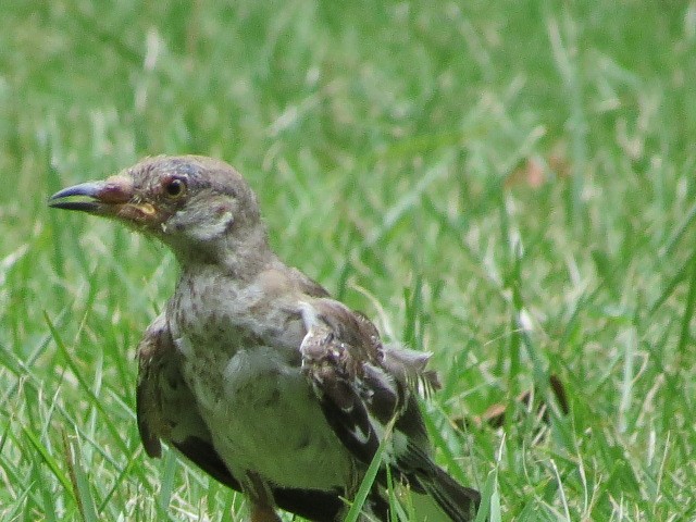 Northern Mockingbird - Lillian Russell