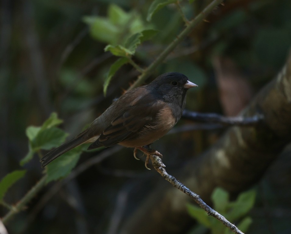 Junco ardoisé - ML622925731