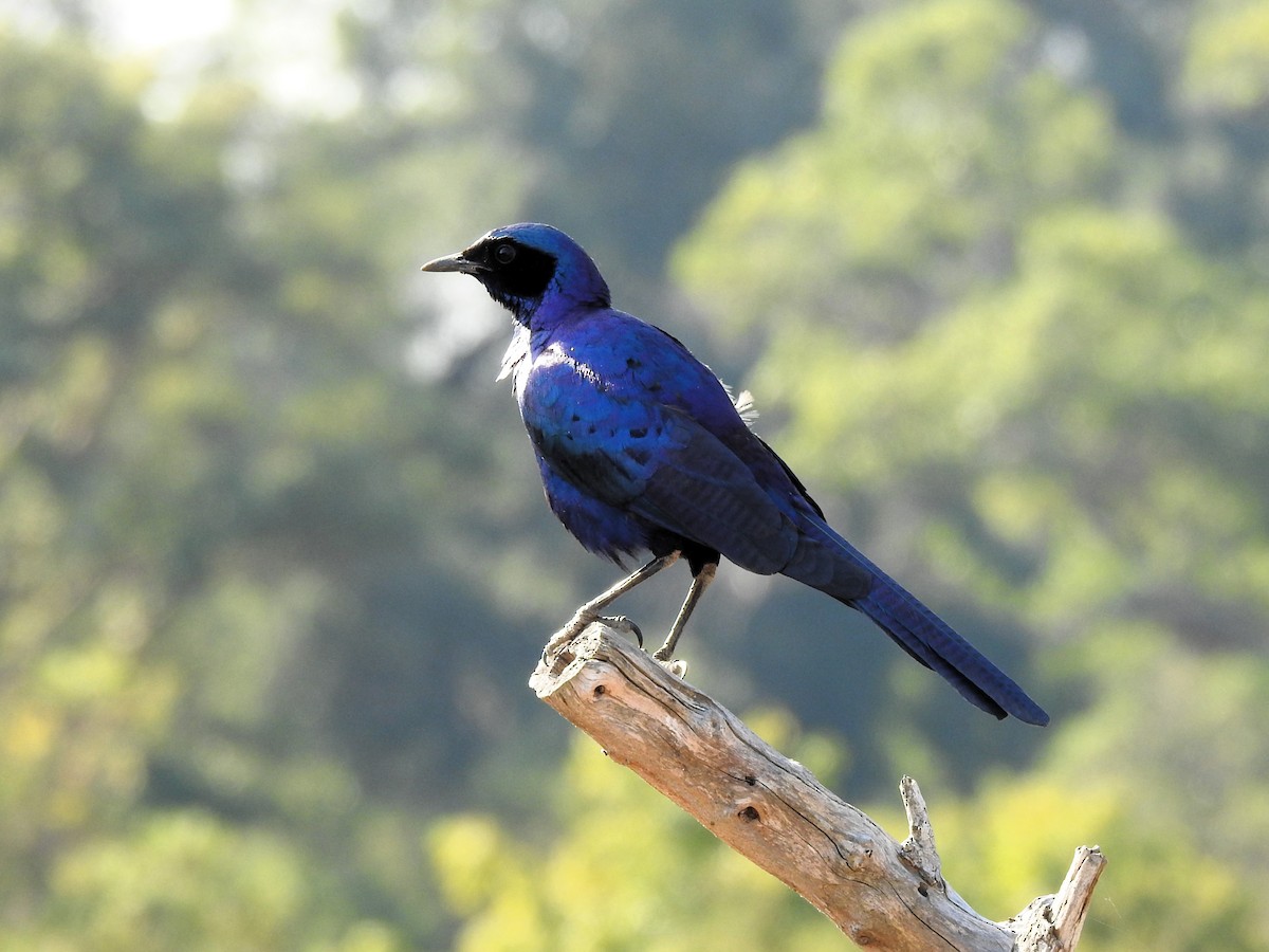 Burchell's Starling - ML622925743