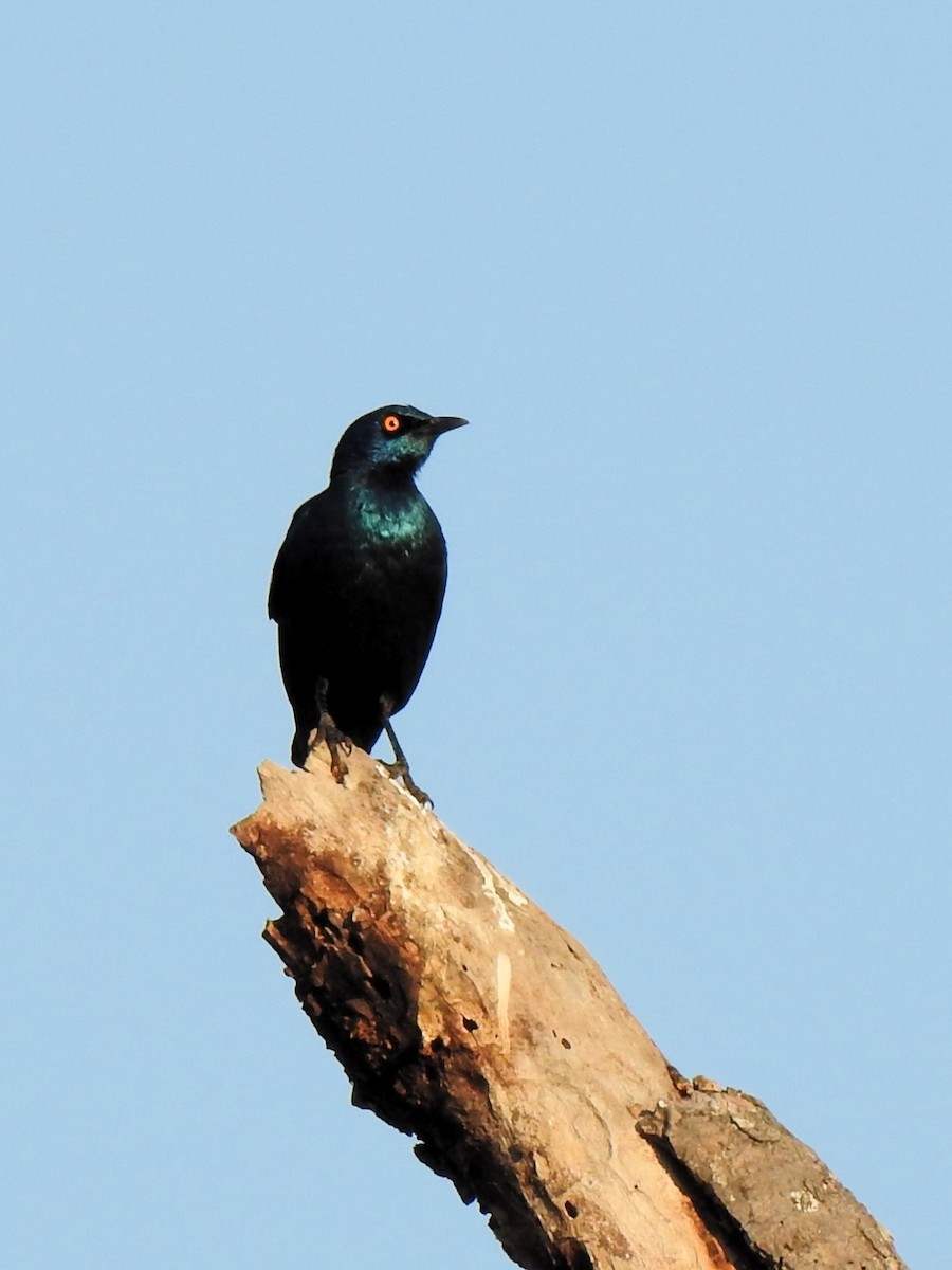 Greater Blue-eared Starling - ML622925755