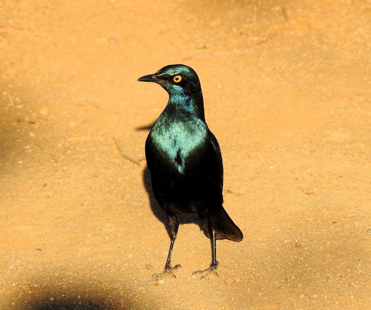 Greater Blue-eared Starling - ML622925756