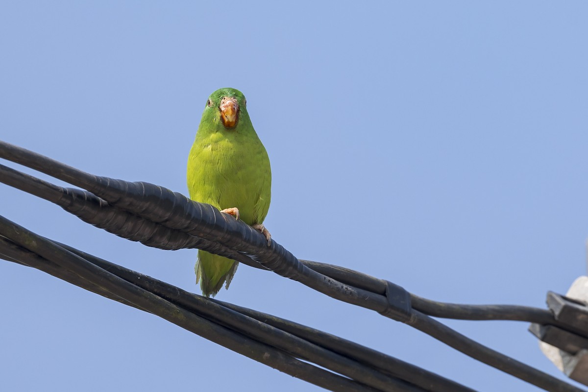 Riparian Parrotlet - ML622925758