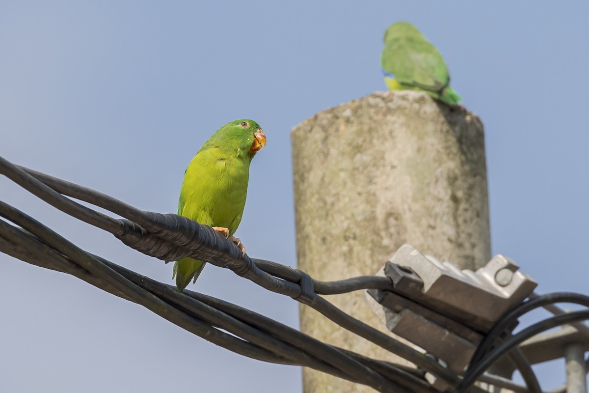 Riparian Parrotlet - ML622925759