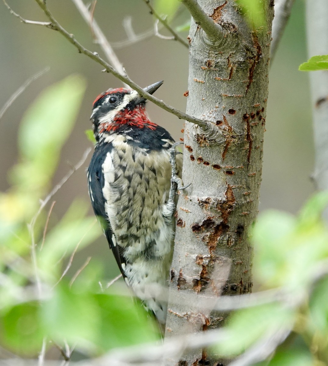 Red-naped Sapsucker - ML622925770