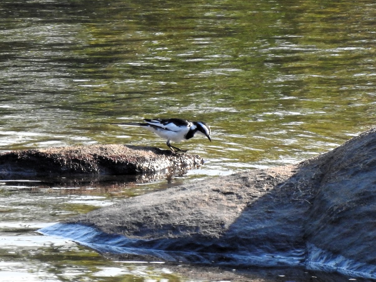 African Pied Wagtail - ML622925795