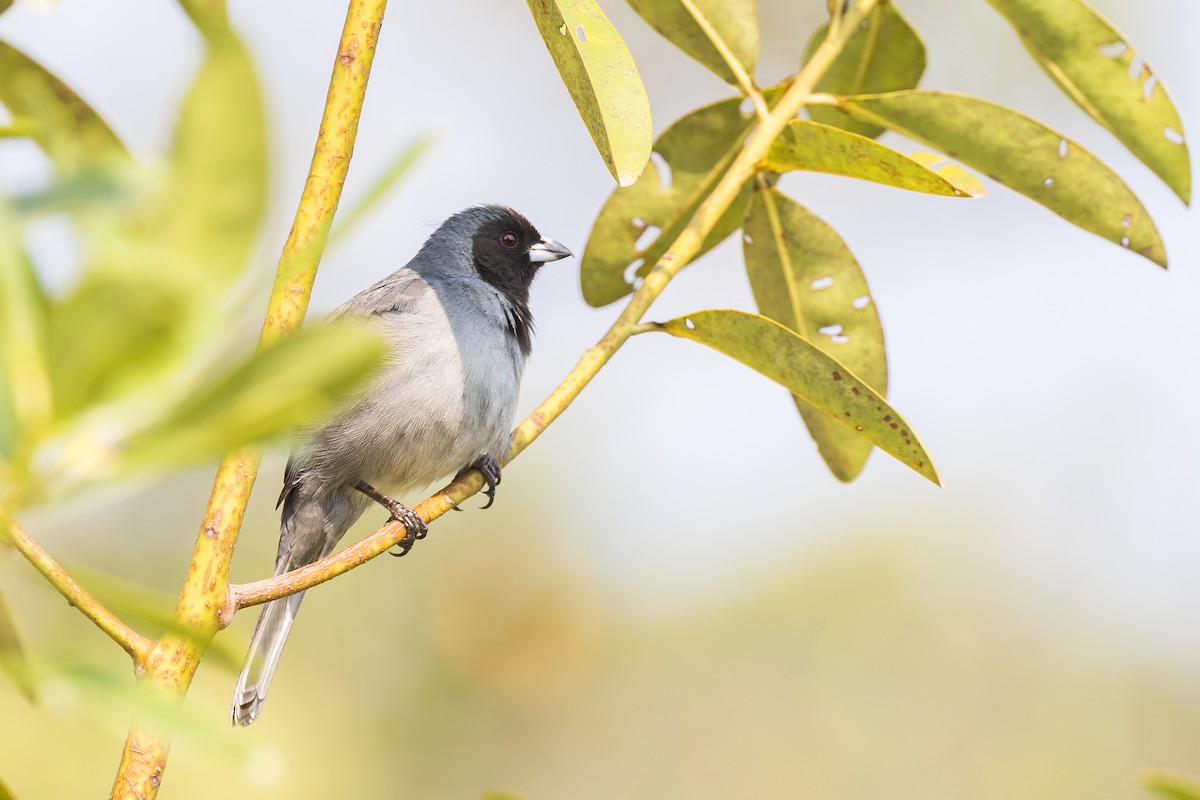 Black-faced Tanager - ML622925840