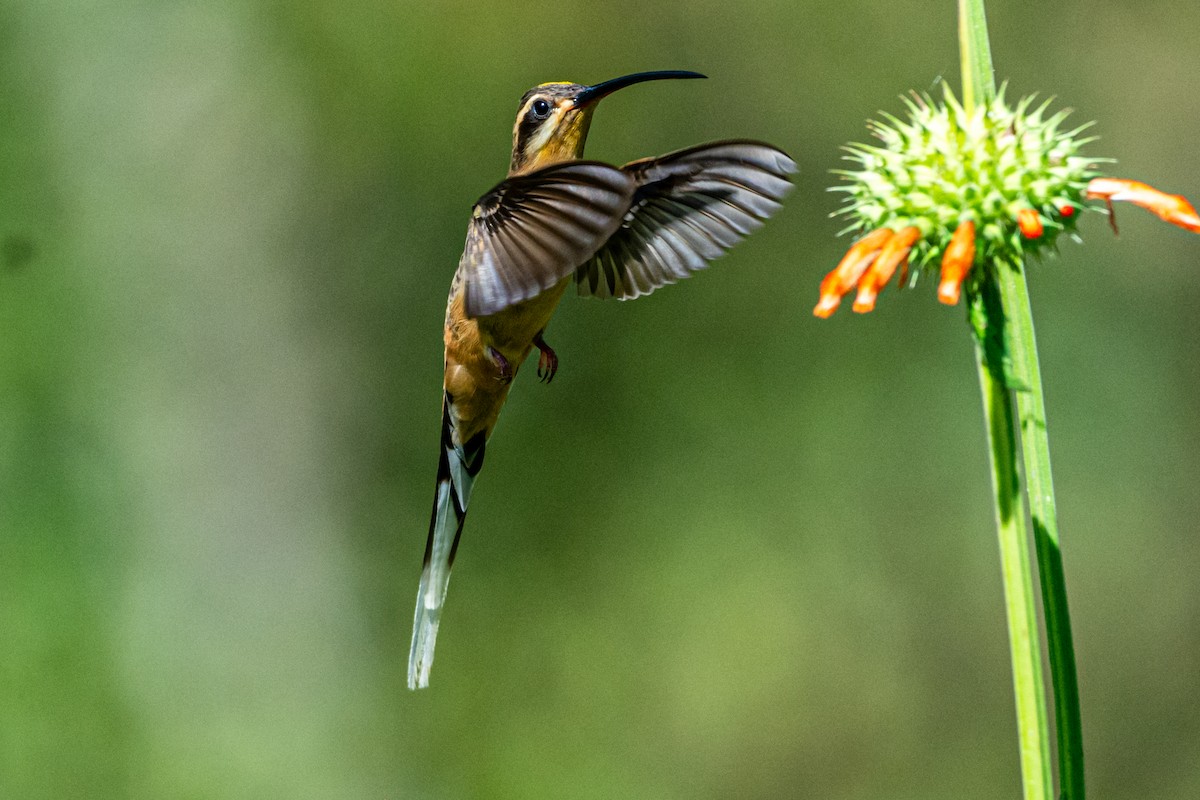 Planalto Hermit - ML622925894