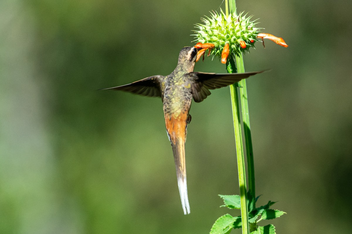 Planalto Hermit - ML622925901