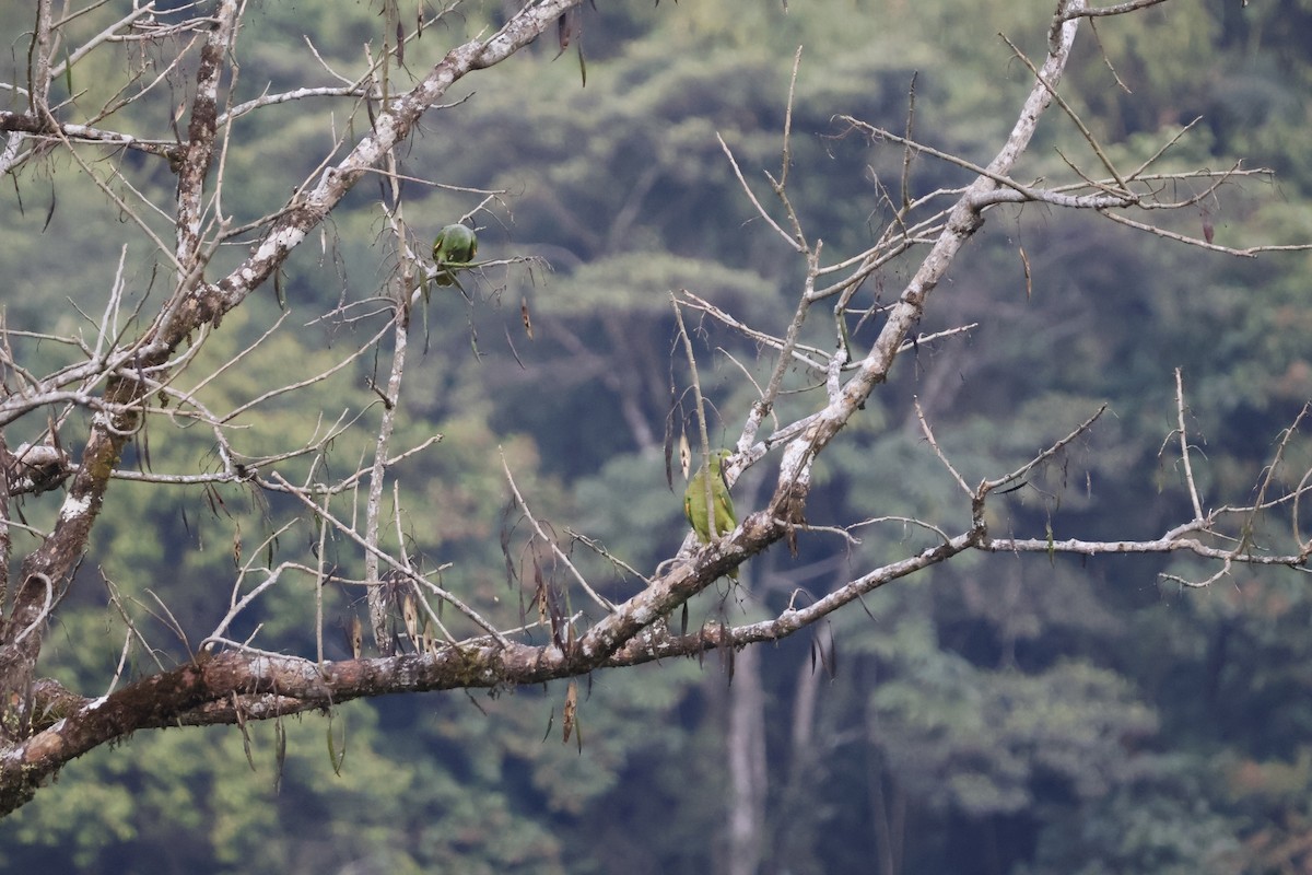 Scaly-naped Parrot - ML622925924