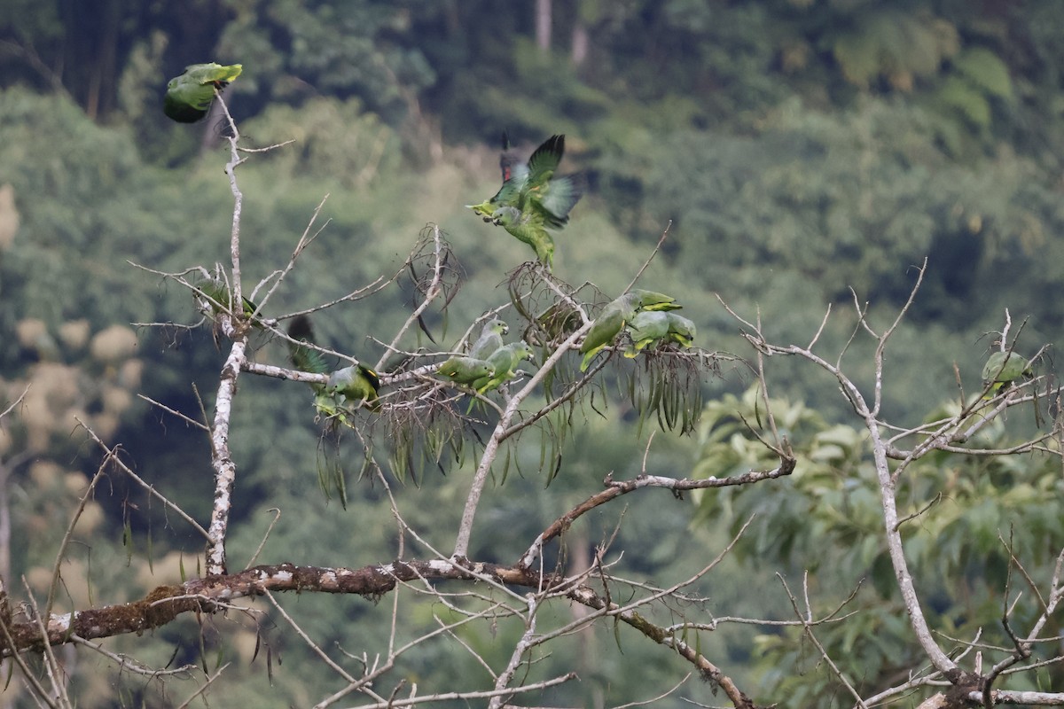 Scaly-naped Parrot - ML622925925