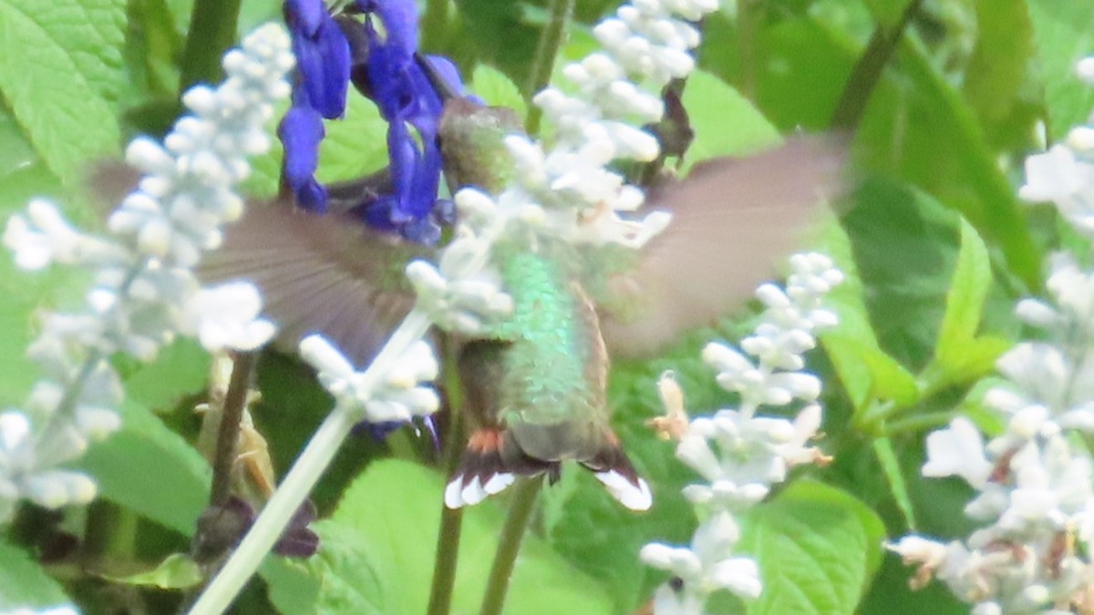 Broad-tailed Hummingbird - ML622925928