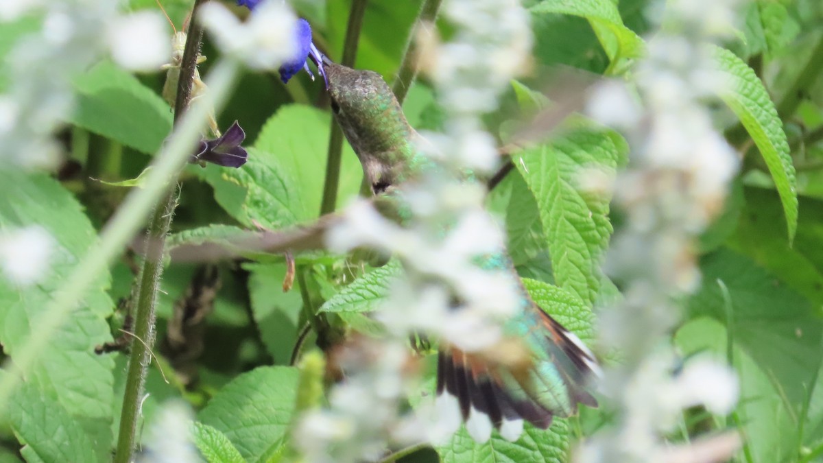 Broad-tailed Hummingbird - ML622925930