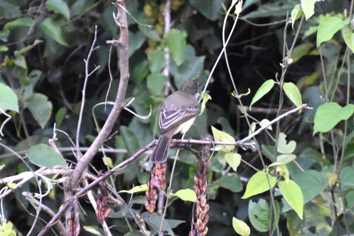 Short-crested Flycatcher - ML622925935