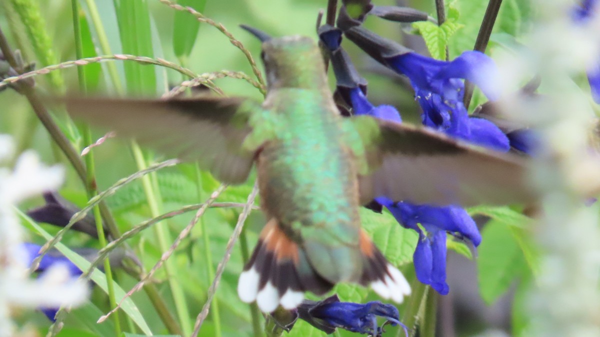 Broad-tailed Hummingbird - ML622925936